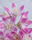 USA-Washington-Seabeck. Close-up of deutzia blossoms. Art Print